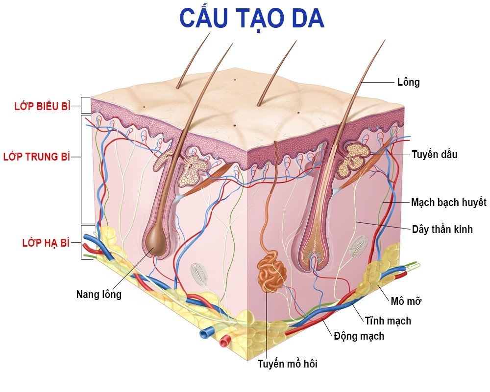 Cấu tạo của da