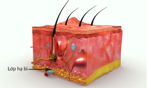 Lớp hạ bì là lớp cuối cùng của cấu trúc làn da